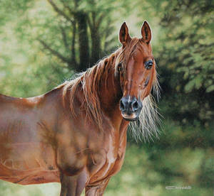 Arabian Horse