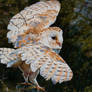 Rain Man (Barn Owl Painting)