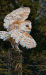 Rain Man (Barn Owl Painting) by EsthervanHulsen