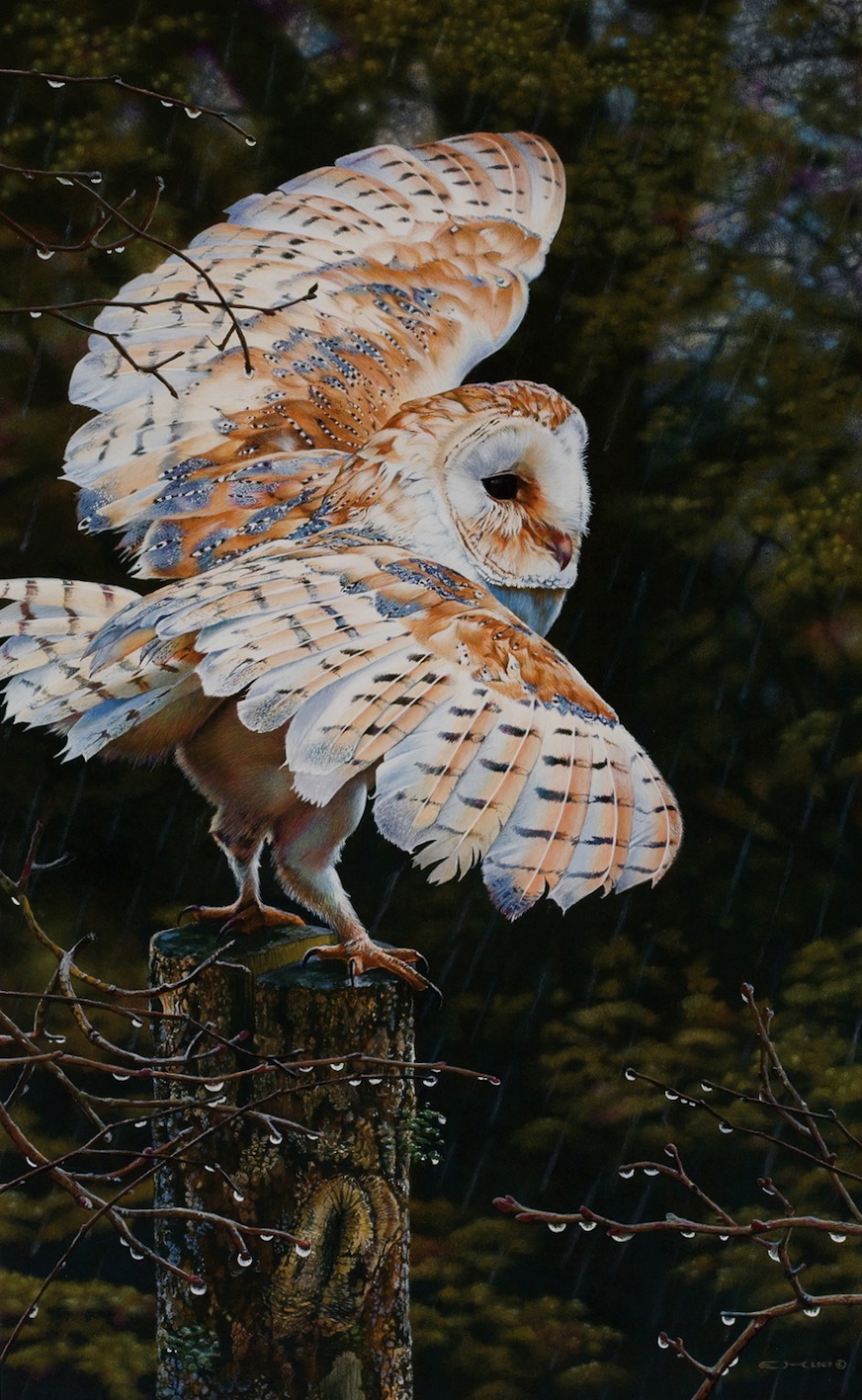 Rain Man (Barn Owl Painting)