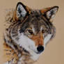 Wolf Portrait (Pencil)