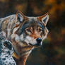 Wolf Portrait (painting)