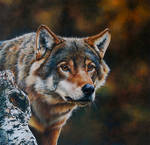 Wolf Portrait (painting) by EsthervanHulsen