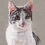 Cat Portrait 2