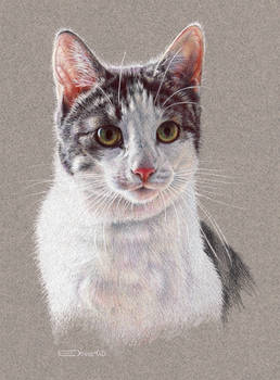 Cat Portrait 2
