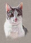 Cat Portrait 2 by EsthervanHulsen