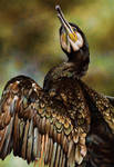 Great Cormorant Painting