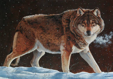 Wolf in Snow