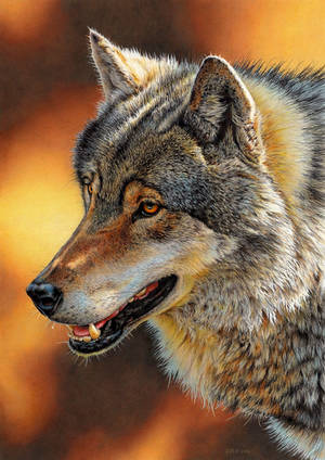 Drawing of a Wolf by EsthervanHulsen