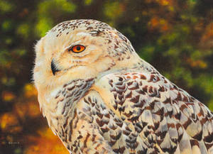 Painting of a Snowy Owl