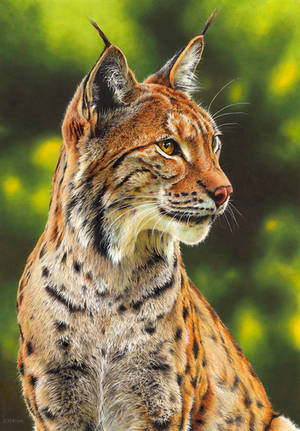 Drawing of a lynx by EsthervanHulsen