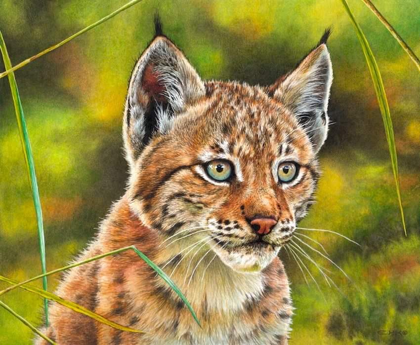 Lynx Cub painting