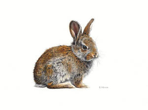 Bunny Drawing by EsthervanHulsen