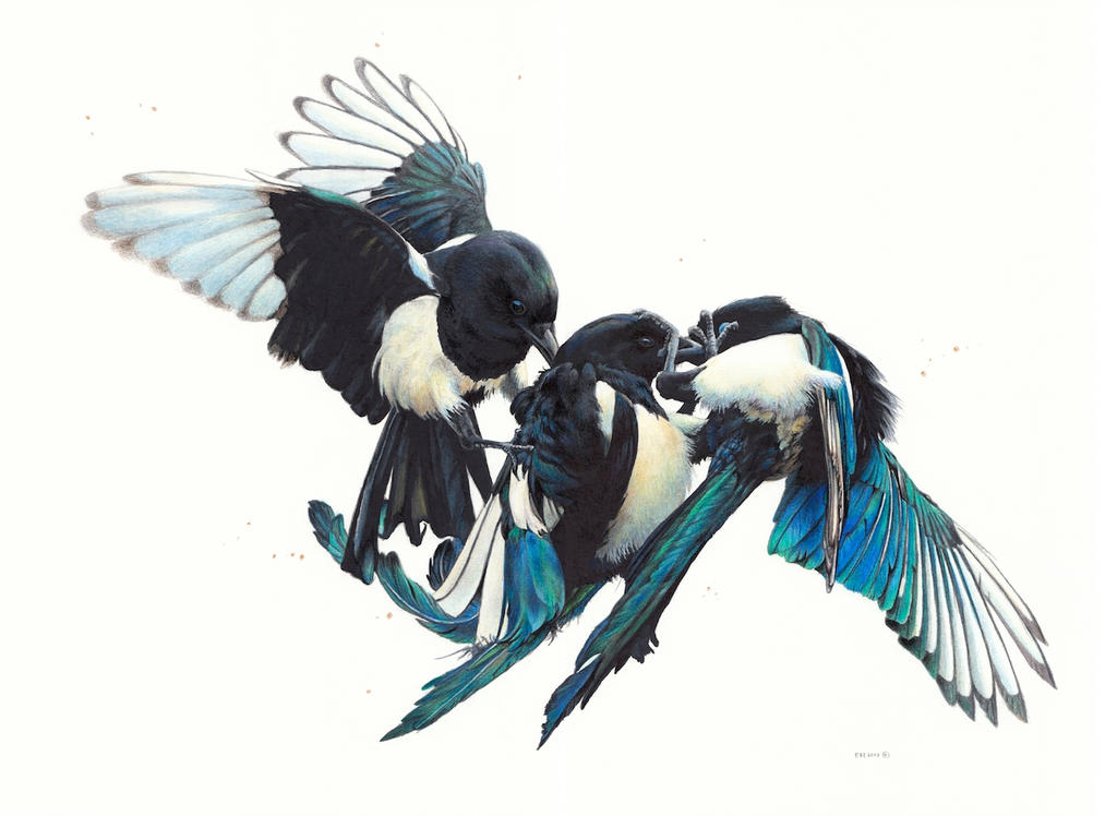 Drawing of Magpies by EsthervanHulsen