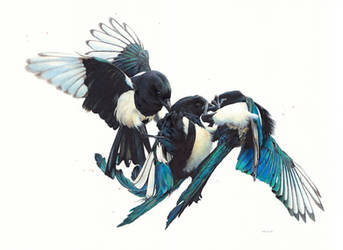 Drawing of Magpies