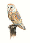 Barn Owl Painting by EsthervanHulsen