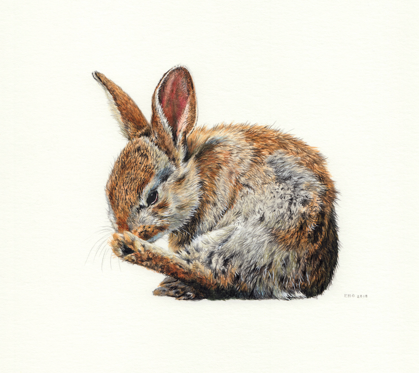 Baby Rabbit by EsthervanHulsen on DeviantArt