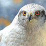 Goshawk painting