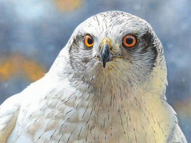 Goshawk painting