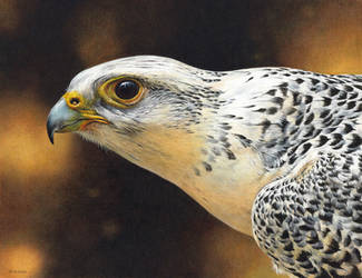 Gyrfalcon painting by EsthervanHulsen