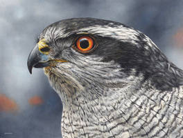 Northern Goshawk painting