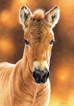 Drawing of a Przewalski Horse Foal