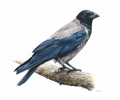 Hooded Crow