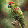 Painting of a Thick Billed Parrot