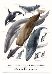 Whale and Dolphin poster