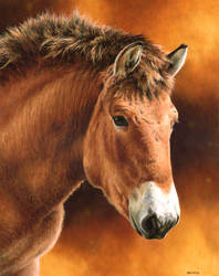 Painting of Przewalskis Horse Kurt