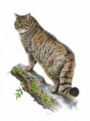 Painting of a European Wild Cat
