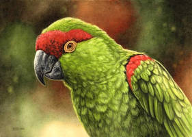 Thick Billed Parrot Painting