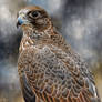 Painting of a young Gyrfalcon