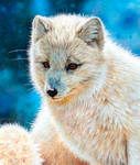 Arctic Fox Painting by EsthervanHulsen