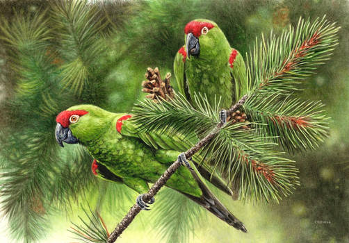 Thick Billed Parrot Painting 2