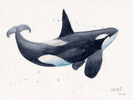 Killer Whale Watercolor