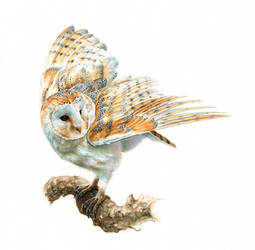 Barn Owl in watercolor
