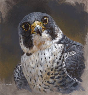 Peregrine falcon painting