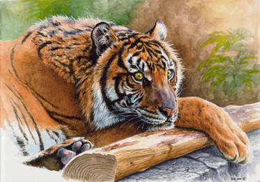 Sumatran Tiger