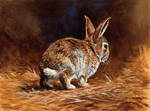 Baby wild rabbit by EsthervanHulsen
