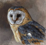 Portrait of a Barn Owl by EsthervanHulsen