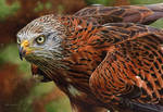 Painting of a Red Kite by EsthervanHulsen
