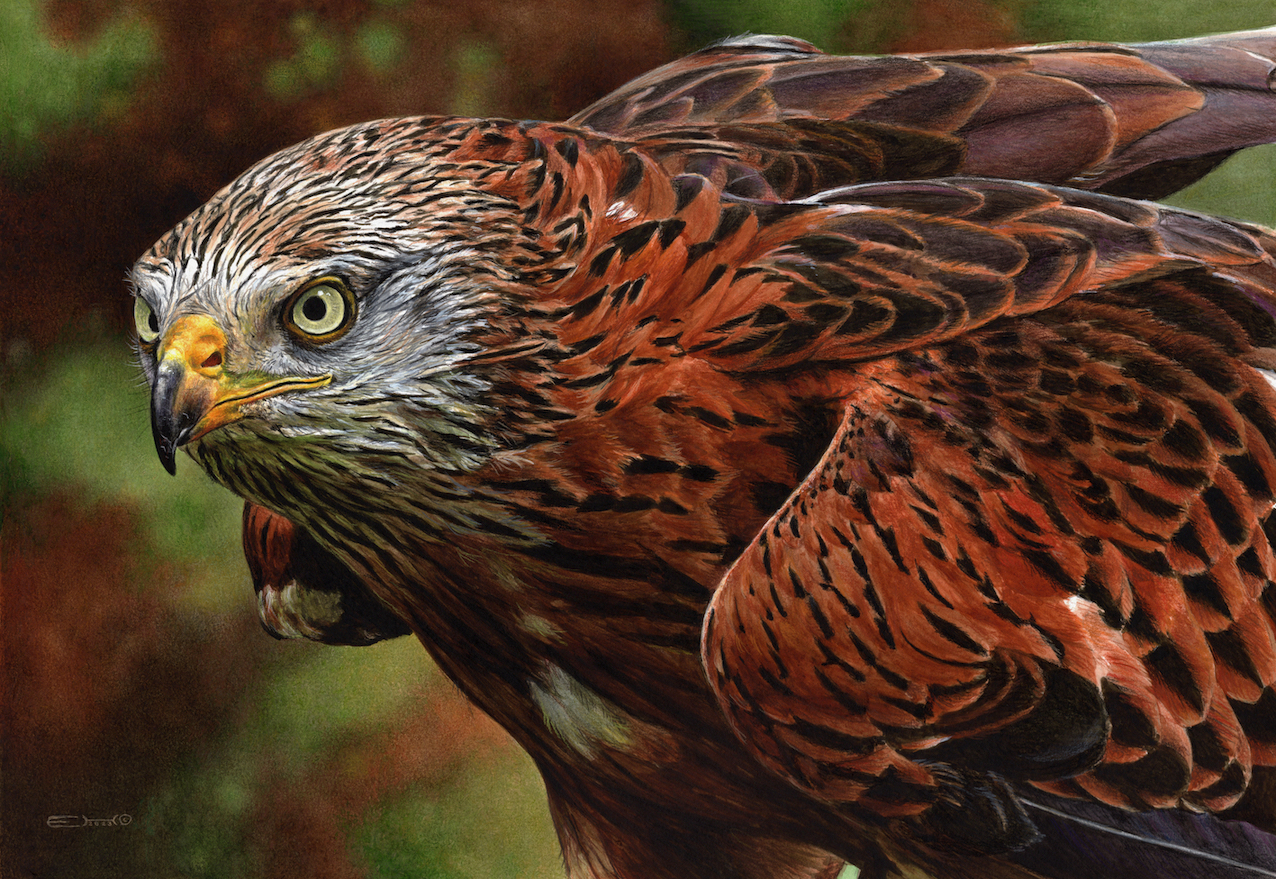 Abstract Red Kite Painting of a Red Kite by EsthervanHulsen on DeviantArt