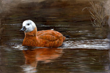 Ruddy Shelduck