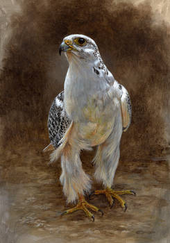 Gyrfalcon