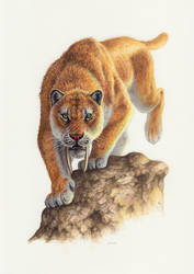 Smilodon