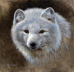 Arctic Fox Portrait by EsthervanHulsen