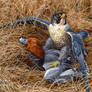 Peregrine Falcon with Redhead Duck