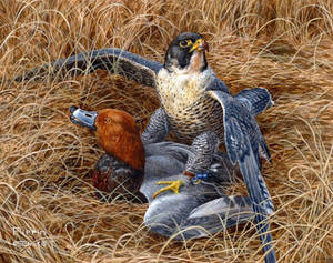 Peregrine Falcon with Redhead Duck