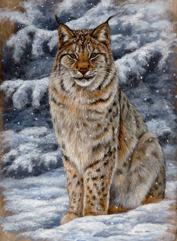 Sitting Pretty- Eurasian Lynx
